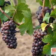 灰皮诺 Pinot Gris 灰皮诺 Pinot Gris