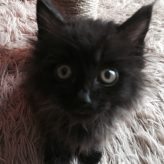 我养了一只猫 我养了一只猫