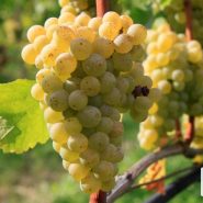 长相思 Sauvignon Blanc 长相思 Sauvignon Blanc