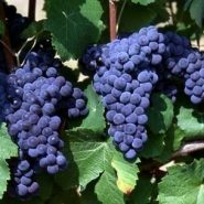 赤霞珠 Cabernet Sauvignon 赤霞珠 Cabernet Sauvignon