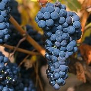丹魄 Tempranillo 丹魄 Tempranillo
