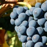 黑皮诺 Pinot Noir 黑皮诺 Pinot Noir