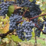 嘉美 Gamay 嘉美 Gamay