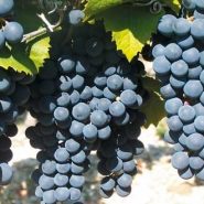 马尔贝克 Malbec 马尔贝克 Malbec