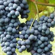 内比奥罗 Nebbiolo 内比奥罗 Nebbiolo