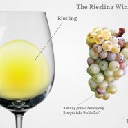 雷司令 Riesling 雷司令 Riesling