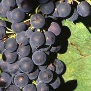 西拉 Syrah 西拉 Syrah